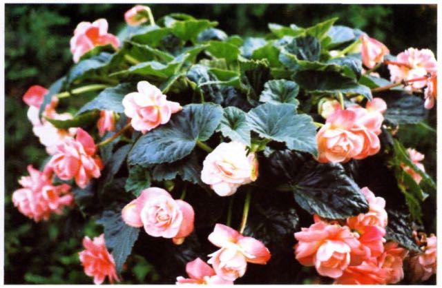 B. ‘Callie Rose’
